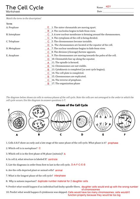 cell cycle worksheet answers
